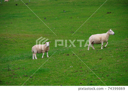 Sheep grazing on a Scottish ranch Sheep grazing on a Scottish ranch 74399869