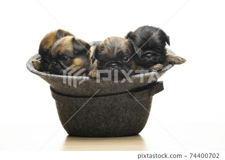 image of dog hat white background image of dog hat white background 74400702