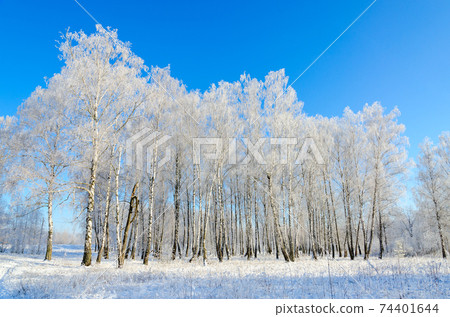 Birch grove in hoarfrost on clear sunny day, winter landscape 74401644