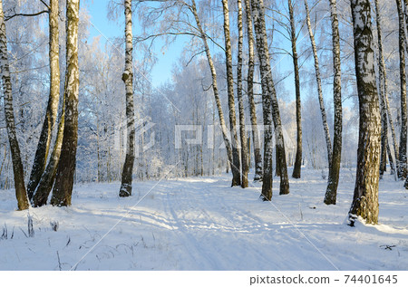Picturesque birch grove in hoarfrost, winter landscape 74401645