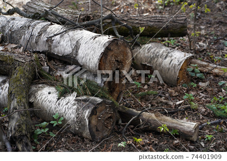 A pile of wooden logs on the ground. Wooden obsolete log, firewood A pile of wooden logs on the ground. Wooden obsolete log, firewood 74401909