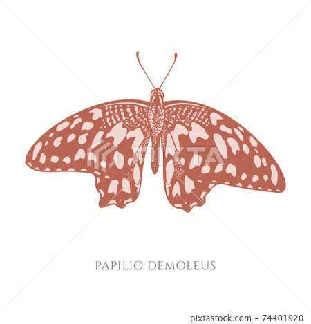 Vector set of hand drawn pastel lemon butterfly Vector set of hand drawn pastel lemon butterfly 74401920
