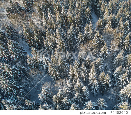 Covered with snow fir Covered with snow fir 74402640