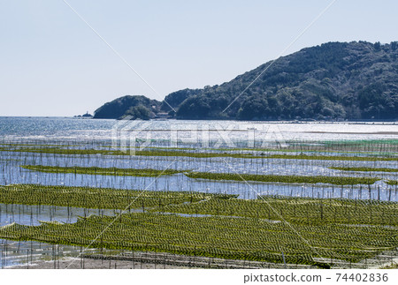海生菜海藻養殖伊勢志摩海生菜和海 74402836