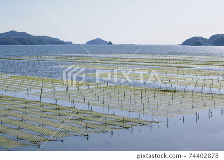 Aosa seaweed farming in the Ise-Shima Sea - Aosa seaweed and seascape 74402878