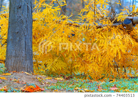 beautiful nature in autumn park, wooden fence and bush with bright yellow leaves and tree trunk beautiful nature in autumn park, wooden fence and bush with bright yellow leaves and tree trunk 74403513
