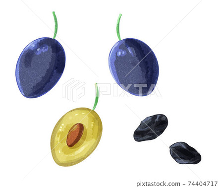 Prune watercolor style 74404717