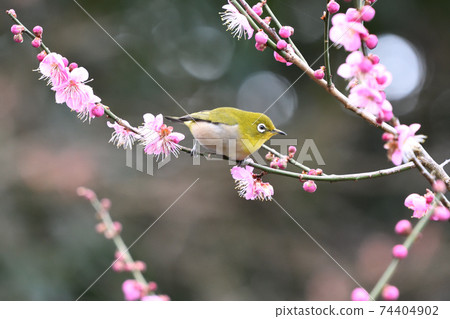 White-eye White-eye 74404902