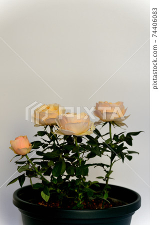 黃色迷你玫瑰盆栽的植物春天 黃色迷你玫瑰盆栽的植物春天 74406083