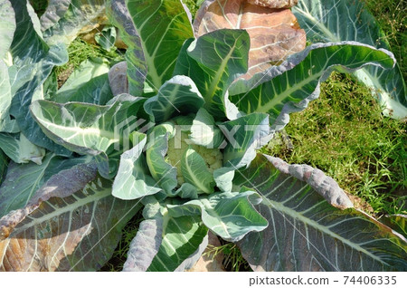 cauliflower  74406335