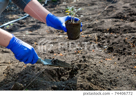 process of planting a plant in the ground for growing organic vegetables, a gloved hand digs a hole with a garden shovel for an eco pot with tomato seedlings, a closeup on theme of horticulture. 74406772