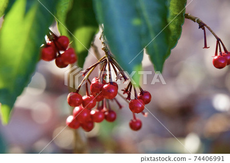 Oyamauchi Park Oyamauchi Park 74406991