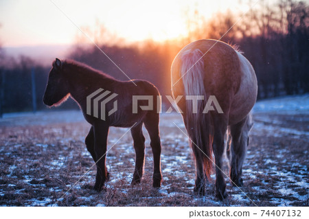 Parent and child of Hokkaido horse 74407132