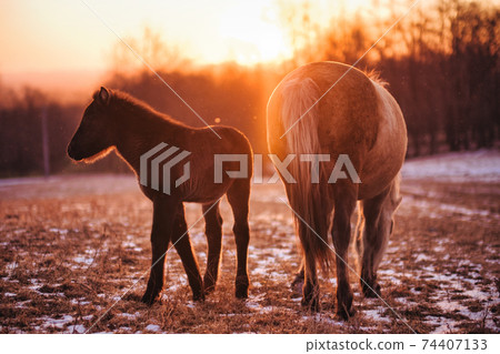 北海道馬的父母子女 74407133