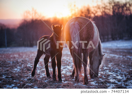 北海道馬的父母子女 北海道馬的父母子女 74407134