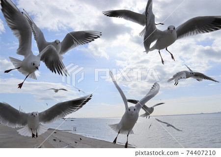 What is the line of sight of the seagull? What is the line of sight of the seagull? 74407210