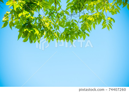 Refreshing spring sprout fresh green Refreshing spring sprout fresh green 74407260