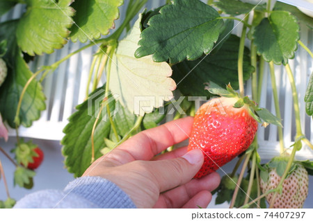 收穫草莓 74407297