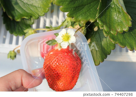 一個草莓 74407298