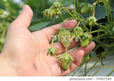 藍色的草莓 74407299