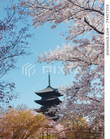 Five-storied pagoda seen through the cherry blossoms in full bloom (Toji, Kyoto) 74407358
