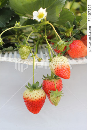 Strawberry Strawberry 74407395