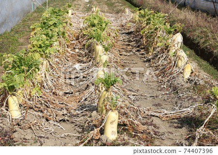 蘿蔔田 蘿蔔田 74407396