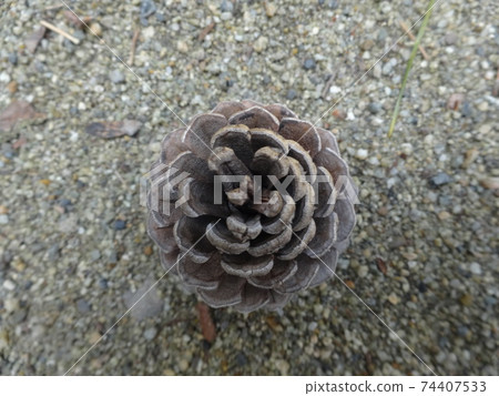 Close-up of pine cones seen from above (Horyuji Temple, Nara) Close-up of pine cones seen from above (Horyuji Temple, Nara) 74407533