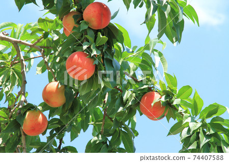 Pre-harvest peaches Pre-harvest peaches 74407588