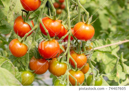 Tomato garden 74407605