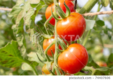 番茄花園 74407606