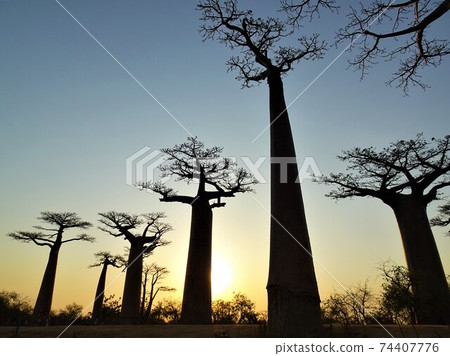 Baobab Highway at sunset (Madagascar Morondava) 74407776
