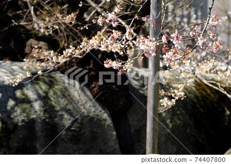 Ishiwarizakura in Morioka blooming in spring Ishiwarizakura in Morioka blooming in spring 74407800