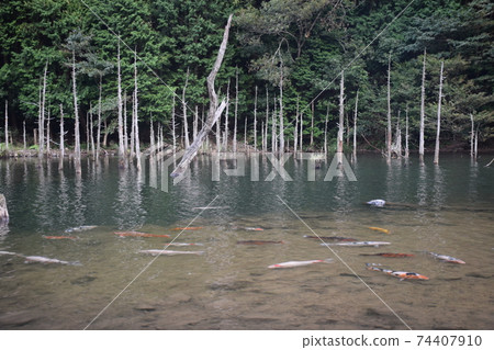 Ichinomatasakura Park Yamaguchi Prefecture Ichinomatasakura Park Yamaguchi Prefecture 74407910