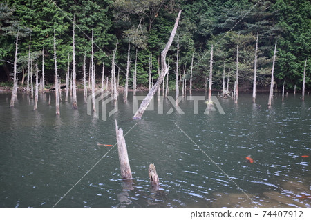 山口縣一之櫻公園 74407912