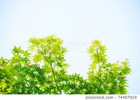 Refreshing spring sprout fresh green Refreshing spring sprout fresh green 74407929