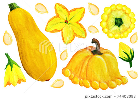 Orange patissons and squash elements isolated on white background.  74408098