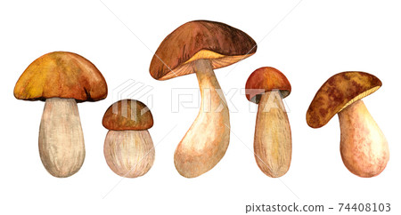 Watercolor porcini set isolated white background 74408103