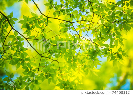 Refreshing spring sprout fresh green 74408312