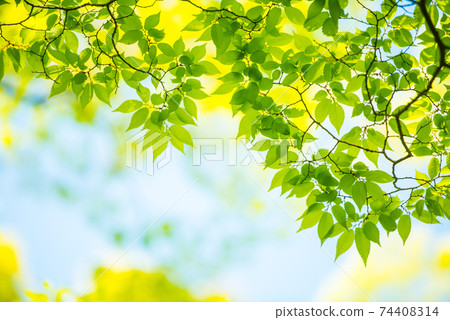 Refreshing spring sprout fresh green 74408314