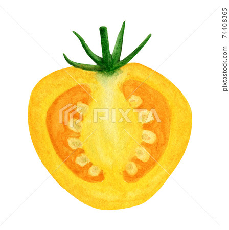 Cross section yellow tomato watercolor illustration Cross section yellow tomato watercolor illustration 74408365