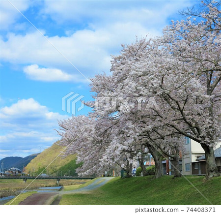 A tree-lined avenue of cherry blossoms in full bloom, a refreshing blue sky and white clouds in the background, and beautiful green undergrowth 74408371