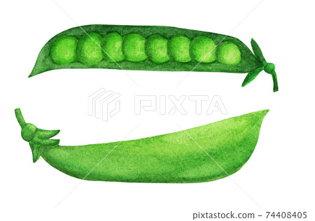 Green pea close and open pod with round beans 74408405