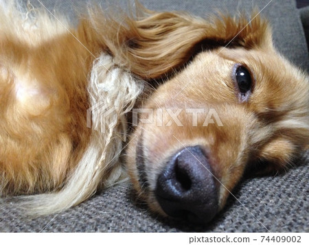 A dog's facial expression that looks tired and tired (dachshund) A dog's facial expression that looks tired and tired (dachshund) 74409002