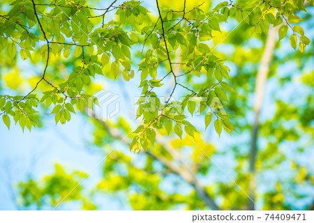 Refreshing spring sprout fresh green 74409471