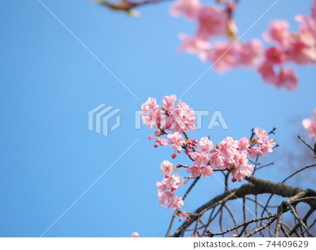 Beautiful Kawazu cherry blossoms and sky 74409629