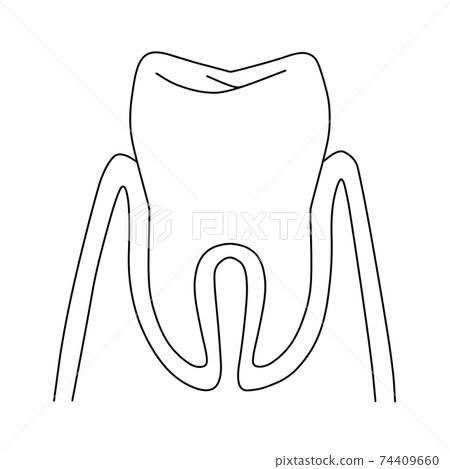 牙齒和牙周組織（線條藝術） 74409660