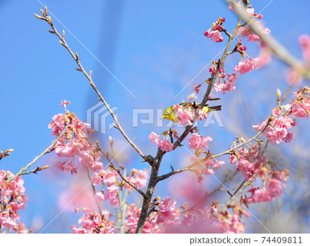 Beautiful Kawazu cherry blossoms and sky Beautiful Kawazu cherry blossoms and sky 74409811