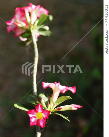 Desert Rose, Impala Lily, Mock Azalea, beauty white pink flowers on dark blur home garden environment background Desert Rose, Impala Lily, Mock Azalea, beauty white pink flowers on dark blur home garden environment background 74410012
