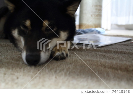 柴犬在家休息 柴犬在家休息 74410148